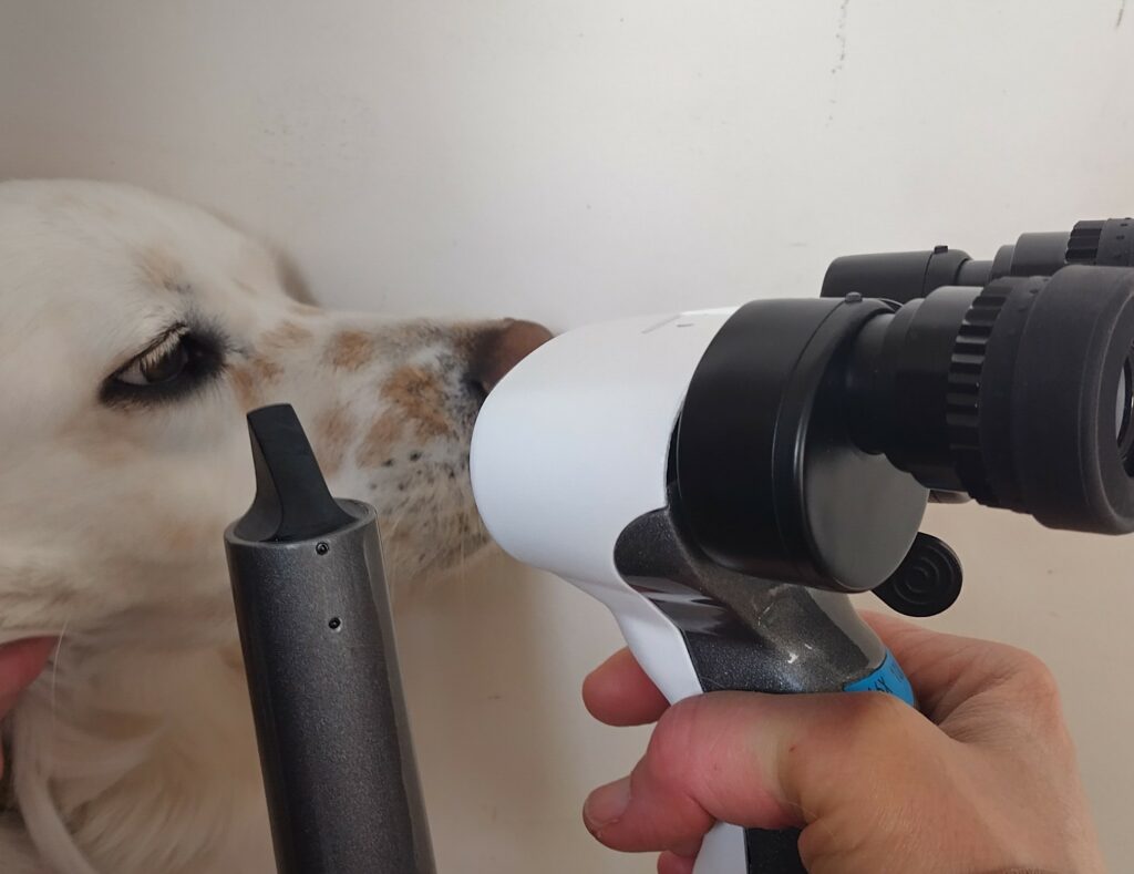 examen lampe à fente